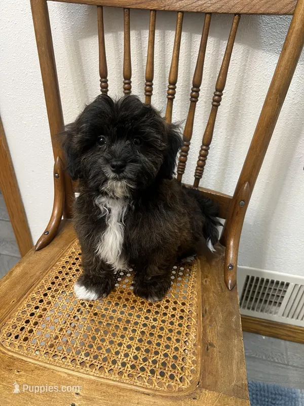 MILWAUKEE AREA BOY READY – Shihpoo puppy for sale in Brookfield, WI