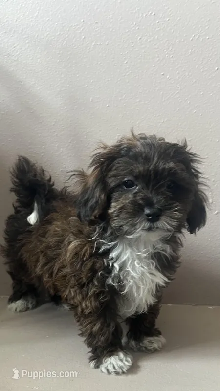 MILWAUKEE AREA BOY READY – Shihpoo puppy for sale in Brookfield, WI