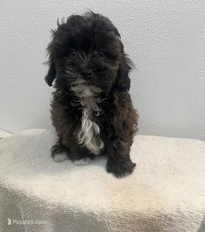 MILWAUKEE AREA BOY READY – Shihpoo puppy for sale in Brookfield, WI