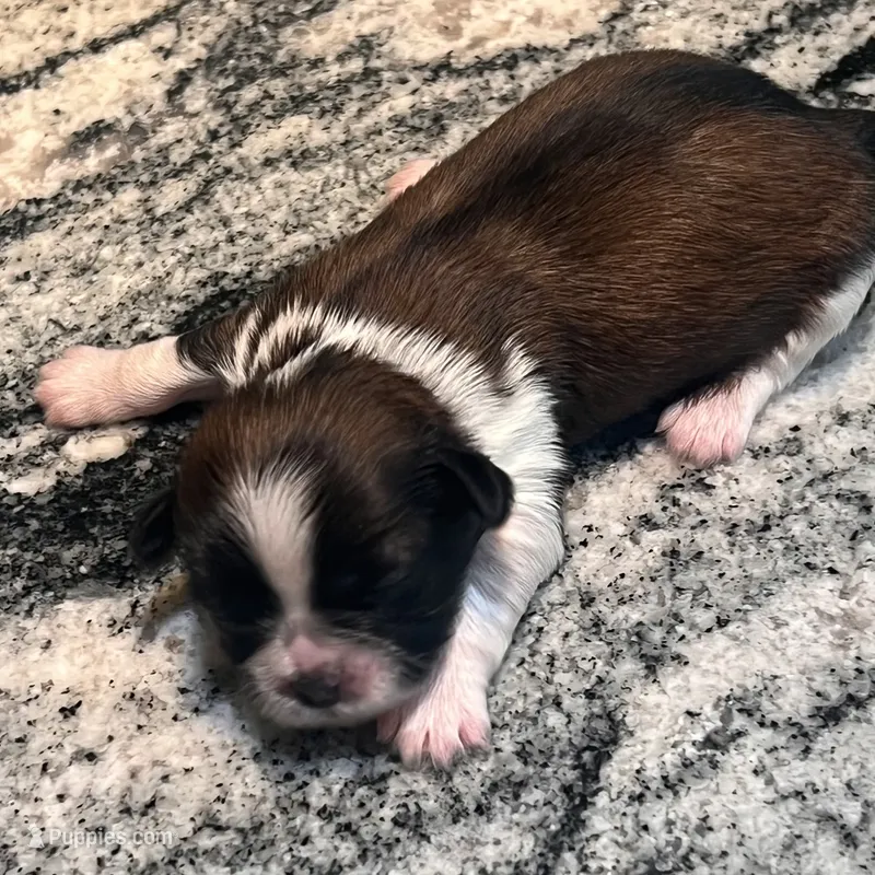 AKC OLIVER  – Shih Tzu puppy for sale in Brookfield, WI
