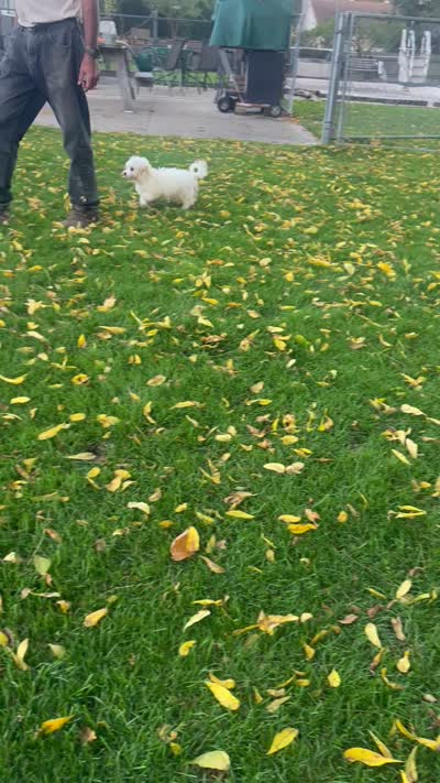 BUDDY BICHON FRISE READY, a male Bichon Frise for sale in Brookfield, WI – 3 of 3