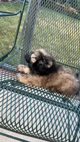 BROOKFIELD (COCO) AKC registered girl, a female Shih Tzu for sale in Brookfield, WI – 2 of 6