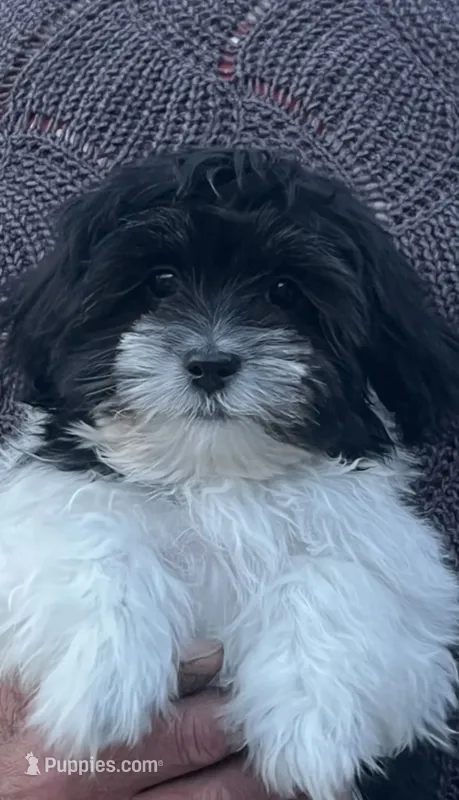 BUDDY – Shichon puppy for sale in Milwaukee, WI