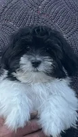 BUDDY, a male Shichon for sale in Milwaukee, WI – 1 of 5