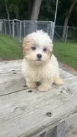BUSTER , a male Shih Tzu for sale in Ishpeming, MI – 2 of 2