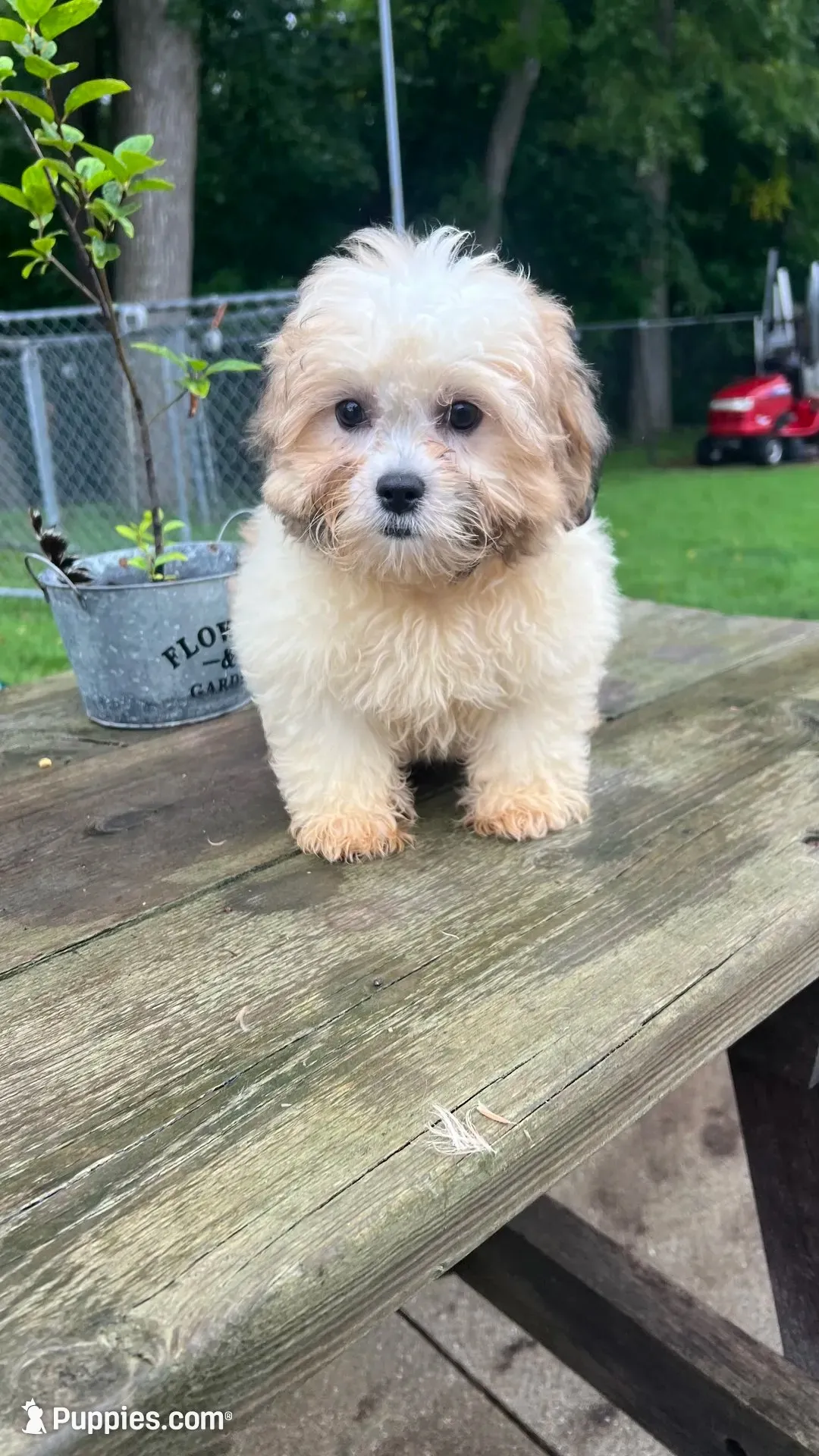 EDDIE , a male Shichon for sale in Brookfield, WI – 3 of 5