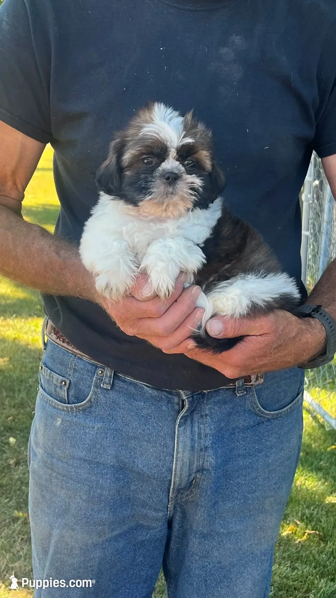 BROOKFIELD (BUSTER) AKC registered boy, a male Shih Tzu for sale in Brookfield, WI – 3 of 7