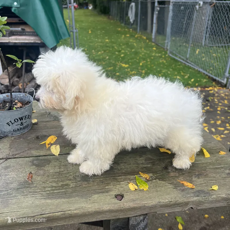 BUDDY – Bichon Frise puppy for sale in Brookfield, WI
