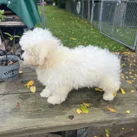 BUDDY, a male Bichon Frise for sale in Brookfield, WI – 1 of 2