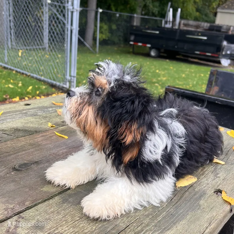 CHARLIE  – Shichon puppy for sale in Brookfield, WI
