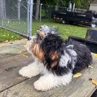 CHARLIE , a male Shichon for sale in Brookfield, WI – 1 of 3