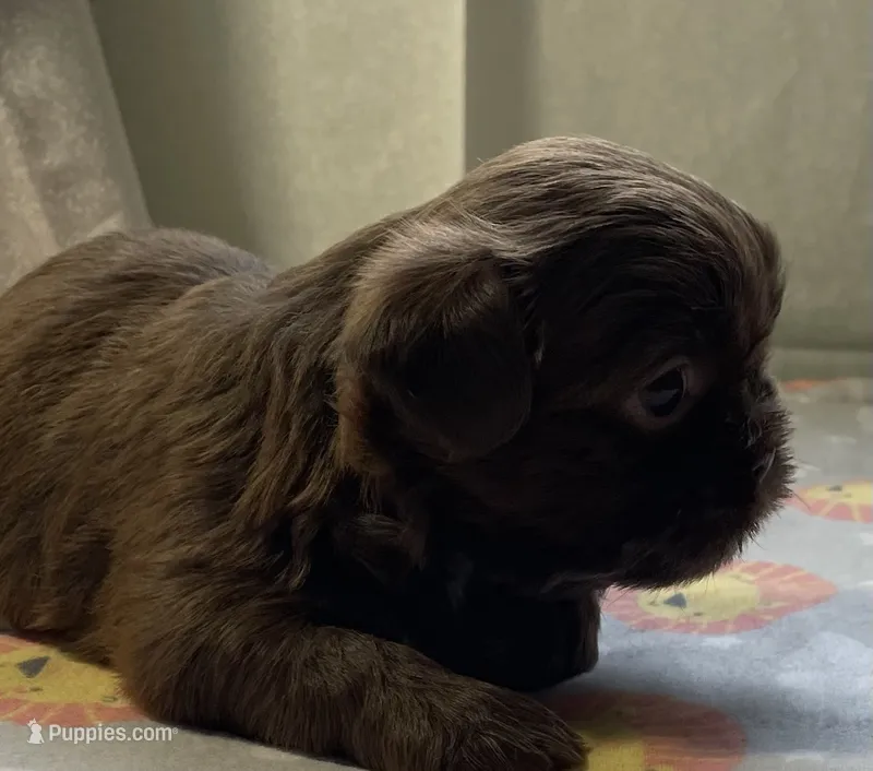 BROOKFIELD COCO GIRL – Shih Tzu puppy for sale in Brookfield, WI