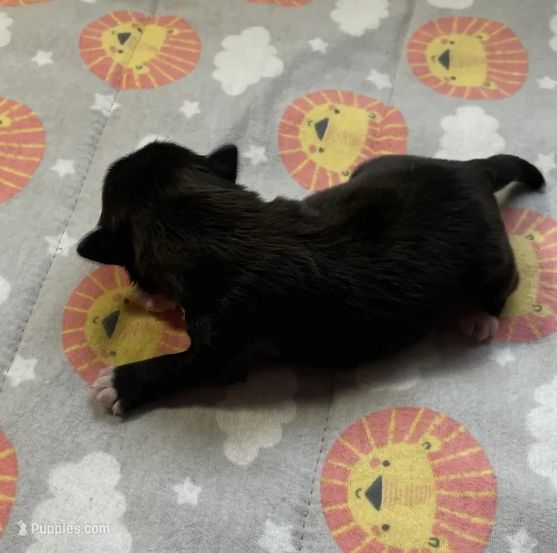 JADE, a female Shih Tzu for sale in Brookfield, WI – 1 of 2