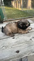 BROOKFIELD (COCO) AKC registered girl, a female Shih Tzu for sale in Brookfield, WI – 5 of 6