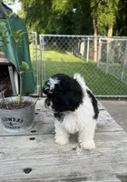 BROOKFIELD GIRL MOLLY SHICHON , a female Shih Tzu for sale in Brookfield, WI – 2 of 2