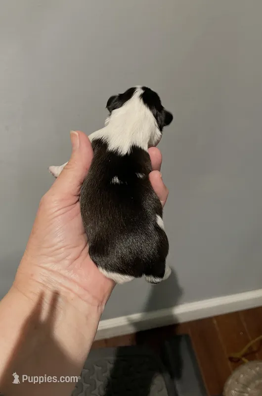 BROOKFIELD BOY – Shih Tzu puppy for sale in Brookfield, WI