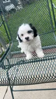 BOBO, a male Shichon for sale in Milwaukee, WI – 1 of 2