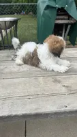 EDDIE BOY BROOKFIELD, a male Shichon for sale in Brookfield, WI – 2 of 2