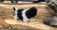 BUDDY, a male Shichon for sale in Milwaukee, WI – 2 of 5