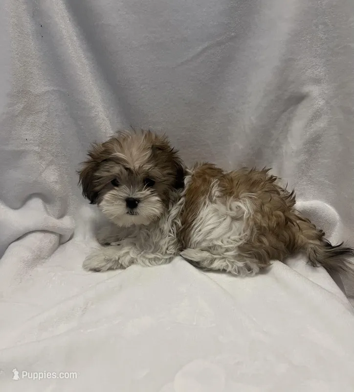 MILWAUKEE AREA BOY READY, a male Shichon for sale in Brookfield, WI – Photo 1 of 2