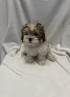 MILWAUKEE AREA BOY READY, a male Shichon for sale in Brookfield, WI – Photo 2 of 2