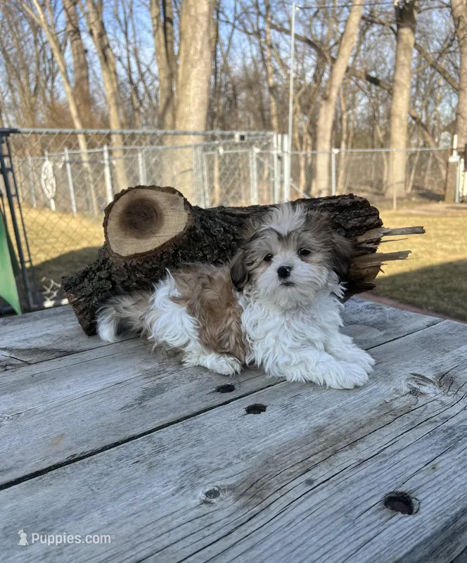 MILWAUKEE AREA BOY READY