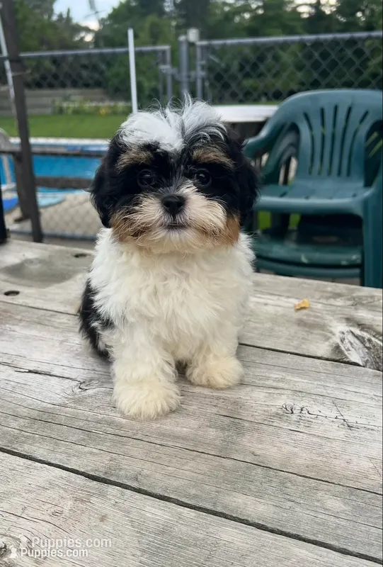 BROOKFIELD BOY CHARLIE – Shichon puppy for sale in Brookfield, WI