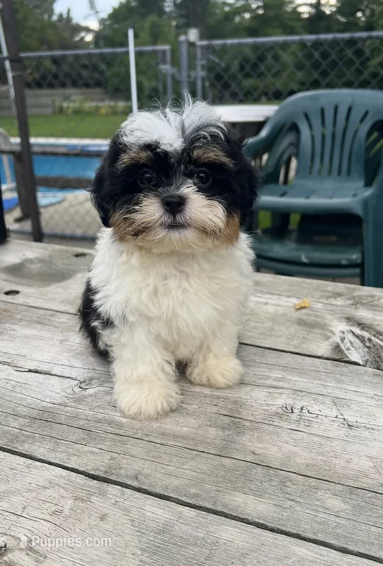 BROOKFIELD BOY CHARLIE – Shichon puppy for sale in Brookfield, WI