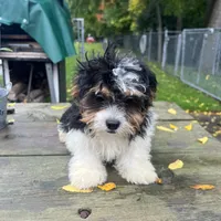 CHARLIE , a male Shichon for sale in Brookfield, WI – 3 of 3