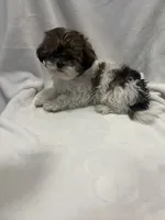 MILWAUKEE AREA BOY READY, a male Shichon for sale in Brookfield, WI – Photo 1 of 2