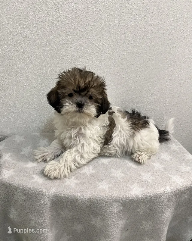 MILWAUKEE AREA BOY READY