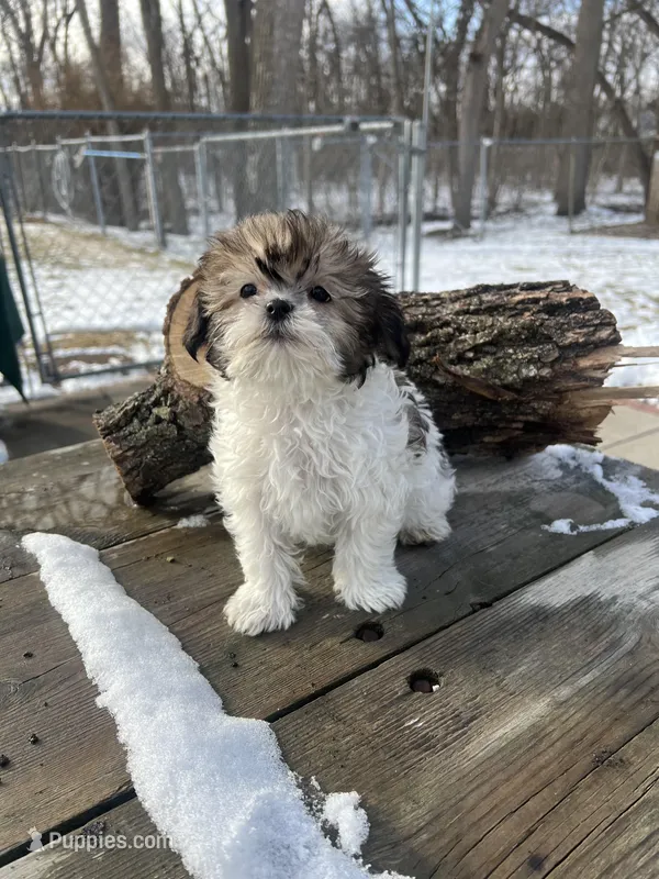 MILWAUKEE AREA BOY READY – Shichon puppy for sale in Brookfield, WI