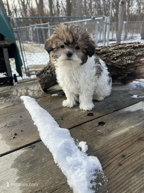 MILWAUKEE AREA BOY READY