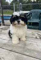BROOKFIELD BOY CHARLIE SHICHON , a male Shih Tzu for sale in Brookfield, WI – 1 of 3