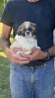 BROOKFIELD (TEDDY) AKC registered boy, a male Shih Tzu for sale in Brookfield, WI – 1 of 4