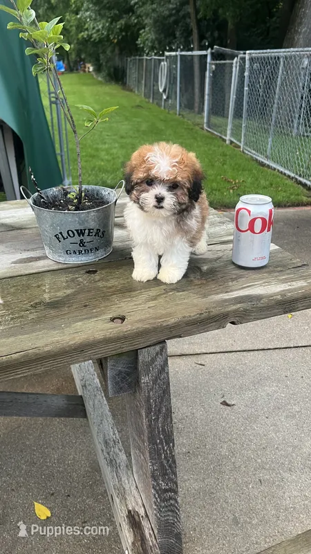 BROOKFIELD GIRL LILLY – Shichon puppy for sale in Brookfield, WI