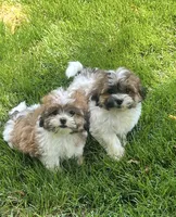 BROOKFIELD GIRL LILLY, a female Shichon for sale in Brookfield, WI – 3 of 4