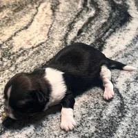 AKC WALTER , a male Shih Tzu for sale in Brookfield, WI – 1 of 5