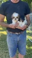 BROOKFIELD (BUDDY) AKC registered boy, a male Shih Tzu for sale in Brookfield, WI – 6 of 6