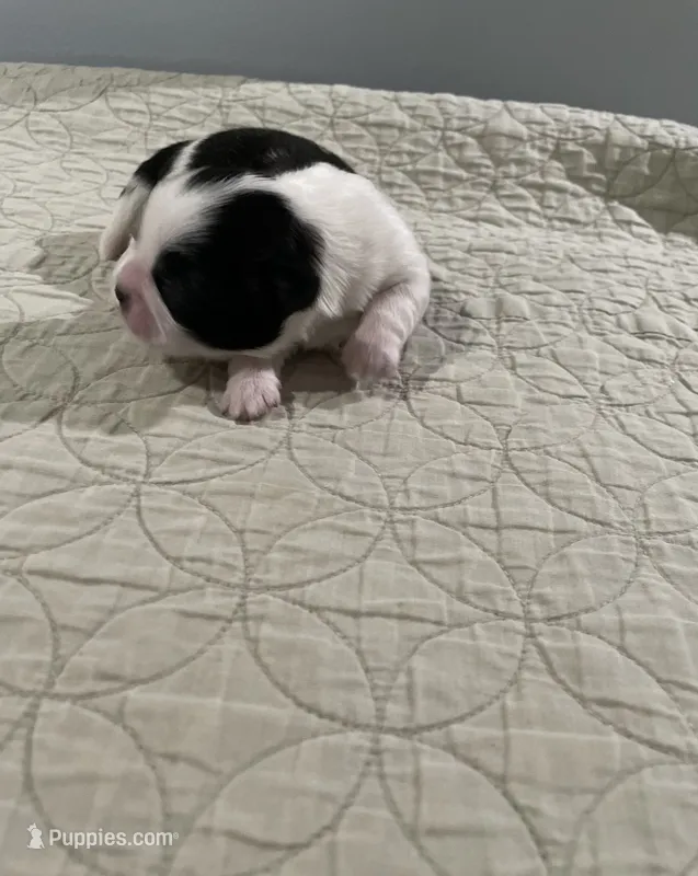 BROOKFIELD BOY – Shih Tzu puppy for sale in Brookfield, WI