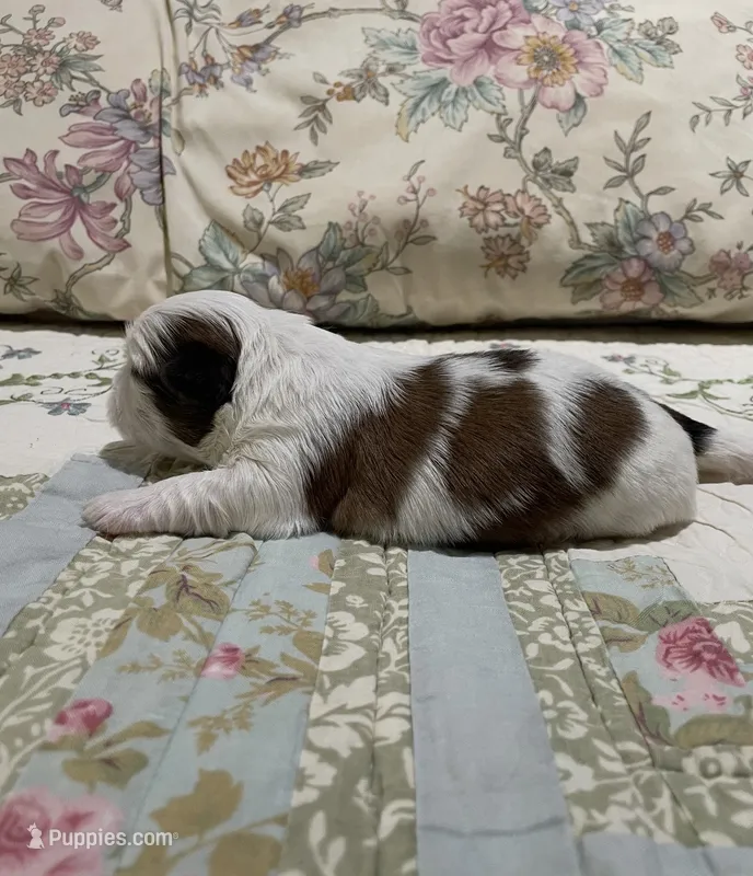 BROOKFIELD BOY – Shih Tzu puppy for sale in Brookfield, WI