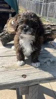 MILWAUKEE AREA BOY READY , a male Shihpoo for sale in Brookfield, WI – Photo 3 of 3