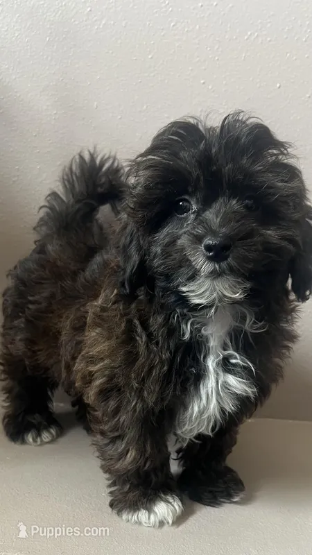 MILWAUKEE AREA BOY READY  – Shihpoo puppy for sale in Brookfield, WI