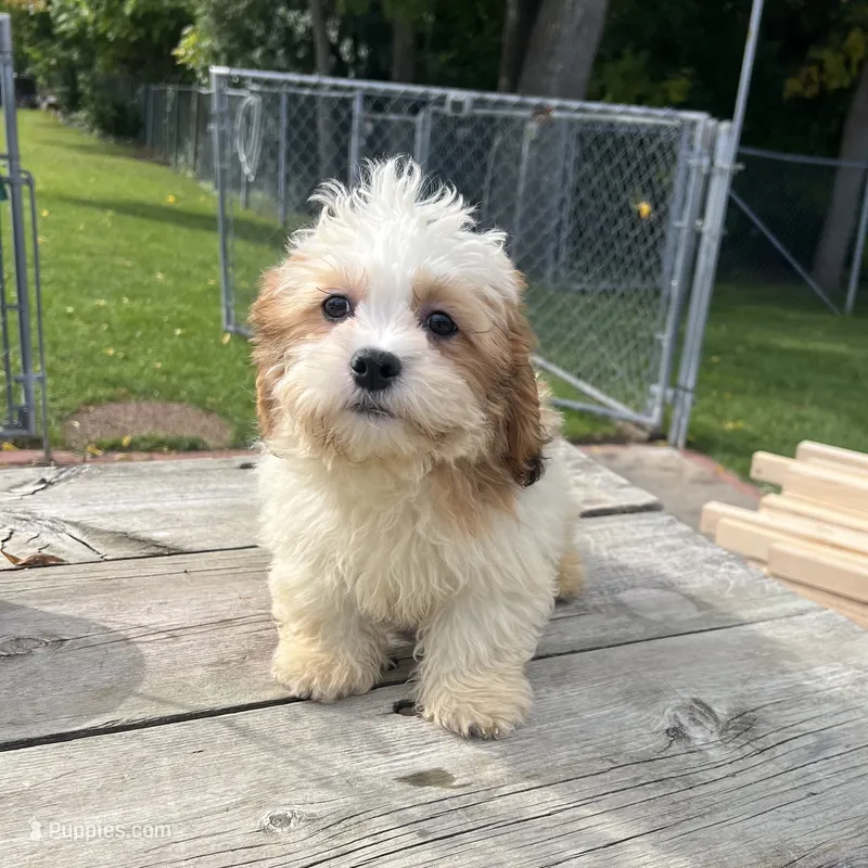 TEDDY  – Shichon puppy for sale in Brookfield, WI