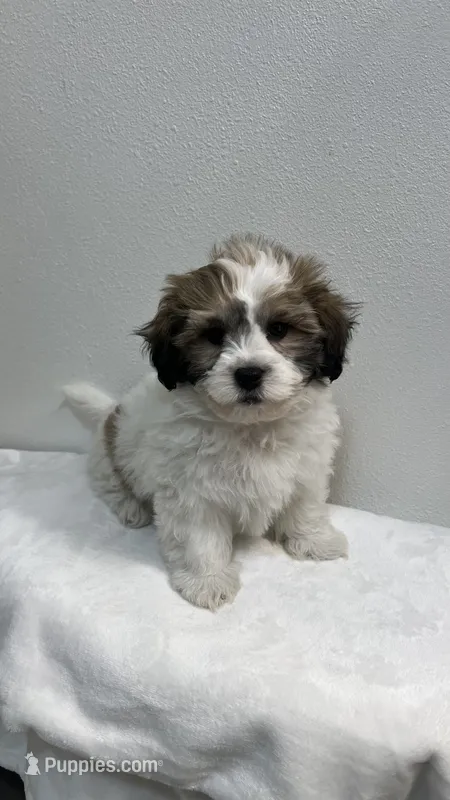 EDDIE – Shichon puppy for sale in Milwaukee, WI