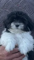 MILWAUKEE AREA BOY AVAILABLE, a male Shichon for sale in Milwaukee, WI – 3 of 8