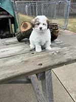 MILWAUKEE AREA GIRL READY, a female Cavapoo for sale in Brookfield, WI – Photo 2 of 6