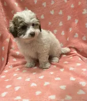 MILWAUKEE AREA GIRL READY, a female Cavapoo for sale in Brookfield, WI – Photo 6 of 6