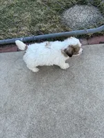 MILWAUKEE AREA GIRL READY, a female Cavapoo for sale in Brookfield, WI – Photo 4 of 6