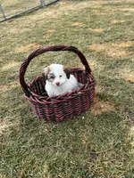 MILWAUKEE AREA GIRL READY, a female Cavapoo for sale in Brookfield, WI – Photo 3 of 6